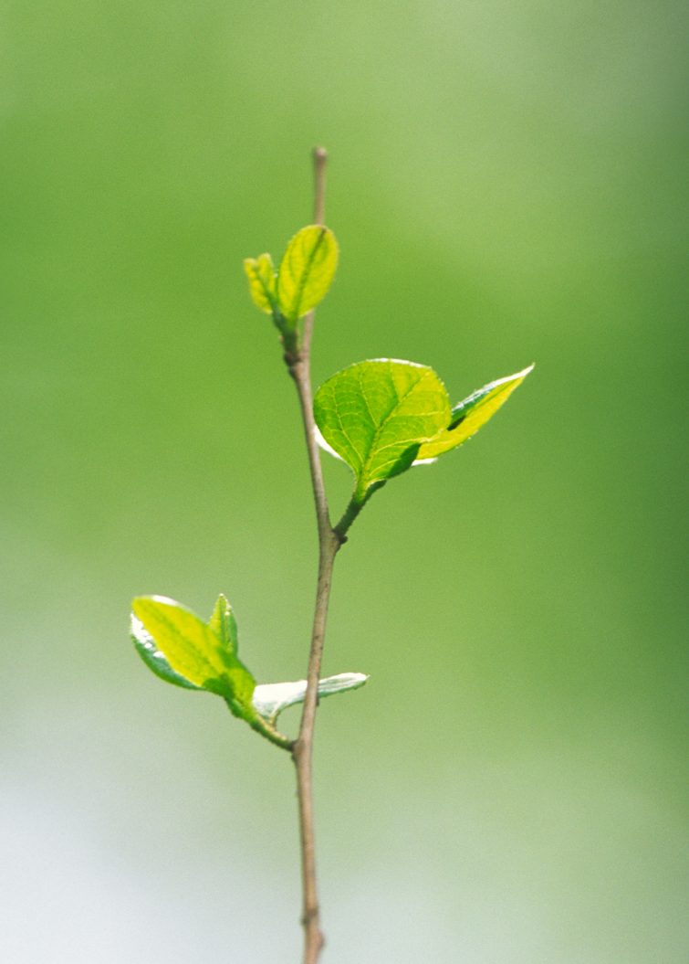 Sei du die Veränderung, die du dir wünschst für diese WELT. (Mahatma Gandhi)